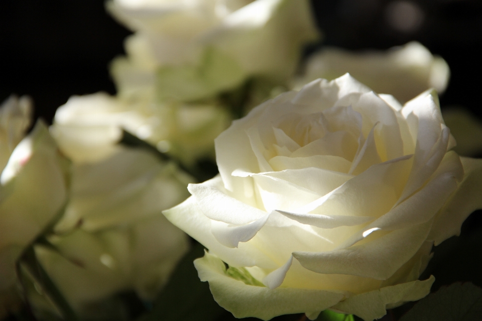 Nature flower white plant