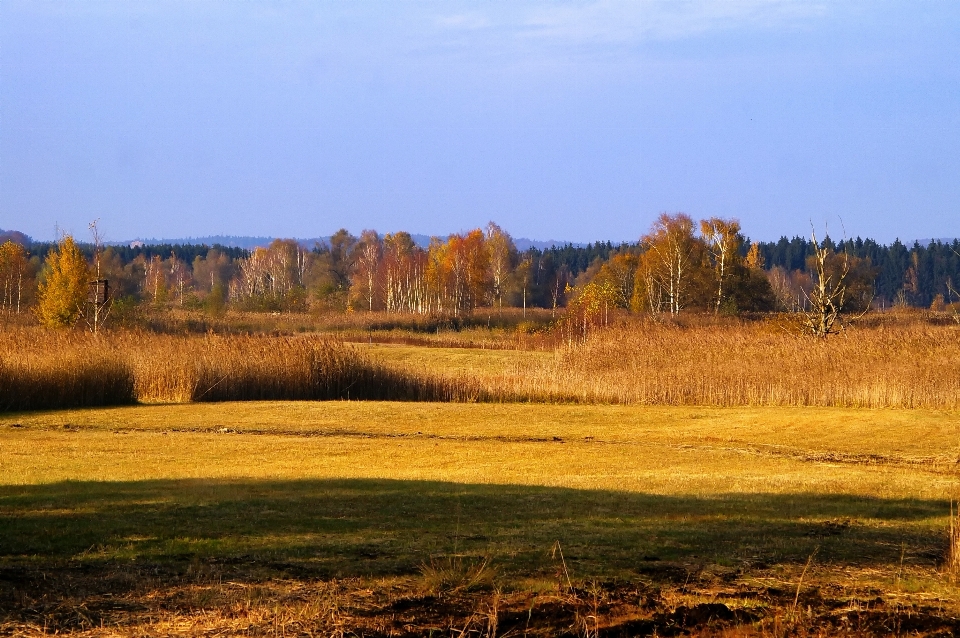 Landscape tree nature forest