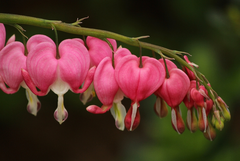 Blossom plant leaf flower