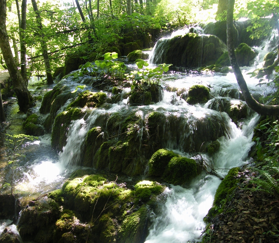 Acqua natura foresta cascata