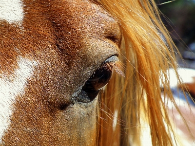 Foto Animais selvagens retrato cavalo
 cavalo