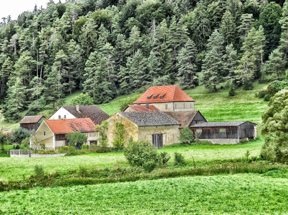 пейзаж дерево природа лес