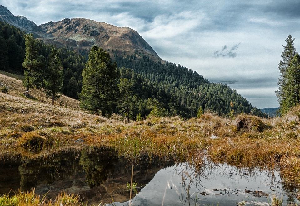 Paesaggio albero acqua natura