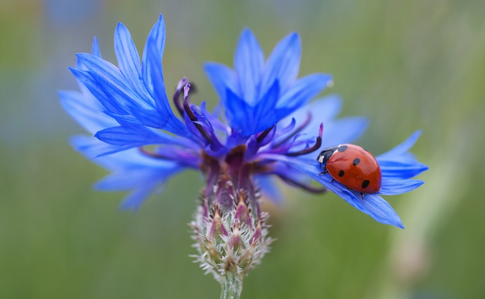 Natura fiore pianta prato
