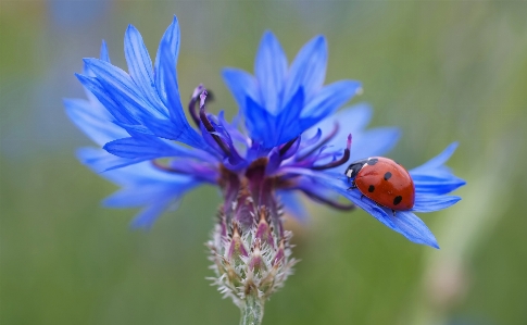 Nature blossom plant meadow Photo