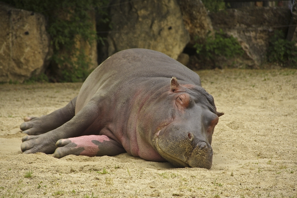 Natur tierwelt zoo säugetier