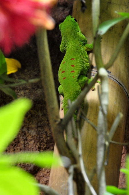 Flor animais selvagens verde vermelho