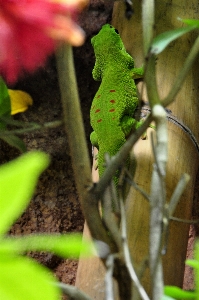 花 野生動物 緑 赤 写真