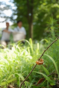 Foto Pohon alam hutan rumput