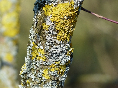 Tree nature grass branch Photo