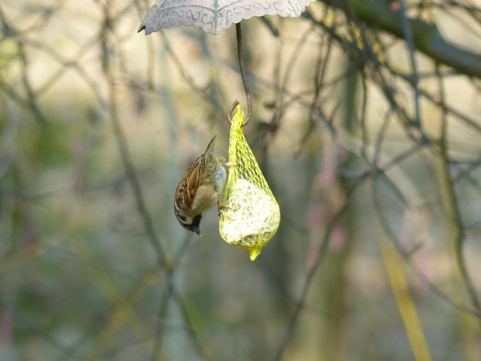 Nature bifurquer hiver oiseau