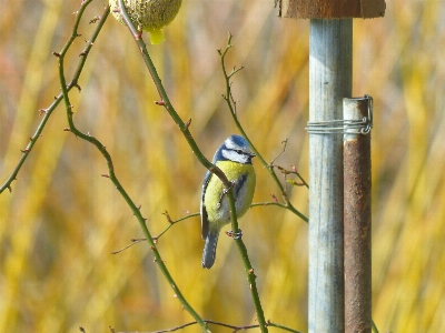 Nature branch bird animal Photo