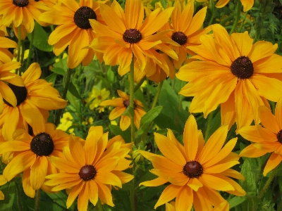 Plant field meadow flower Photo