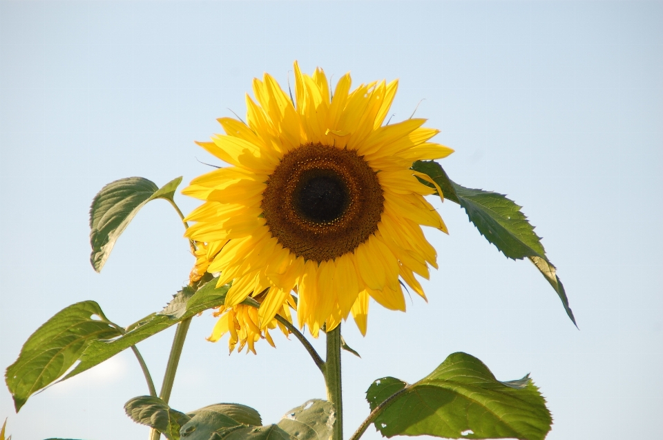 Plant sun field flower