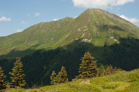 Landscape tree nature forest Photo