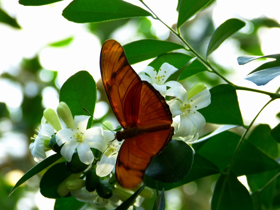 Rama ala hoja flor