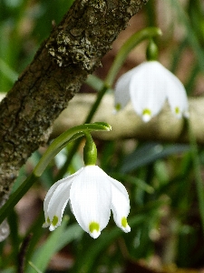 Blüte anlage weiss blume Foto