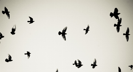 Foto Bayangan hitam burung sayap langit