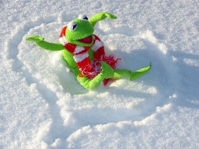 雪 寒い 冬 蛙 写真