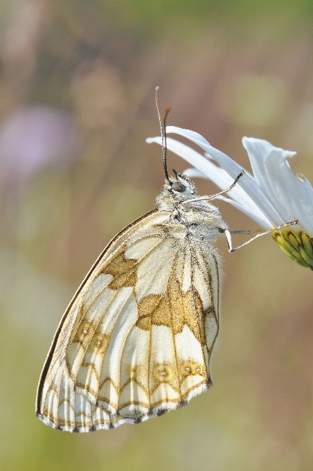 Natura skrzydło fotografia kwiat