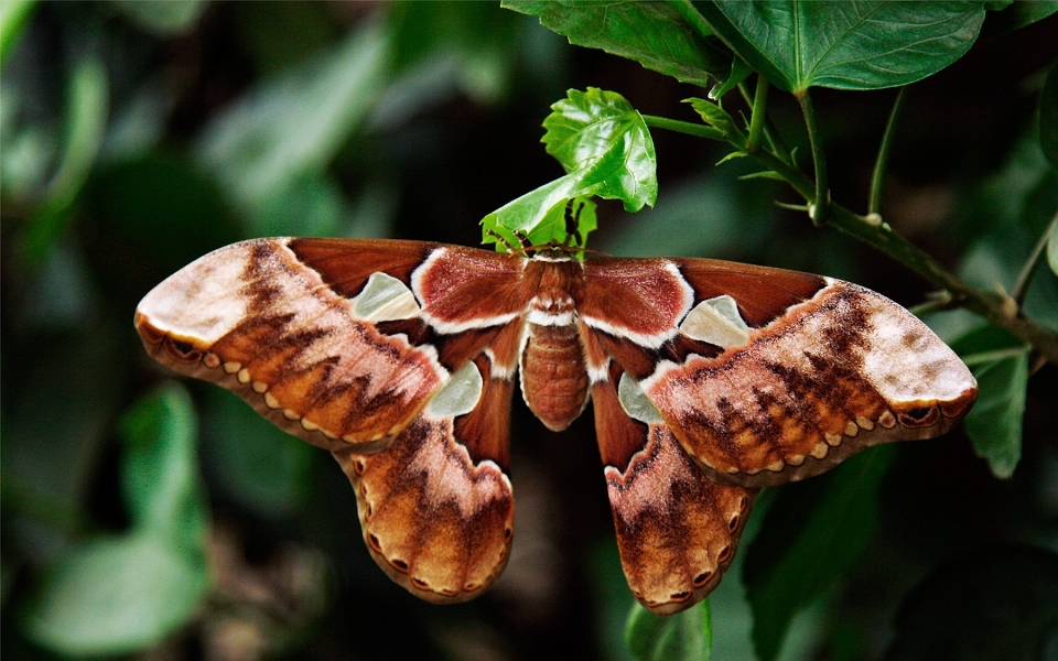 Natura documentazione foglia fiore