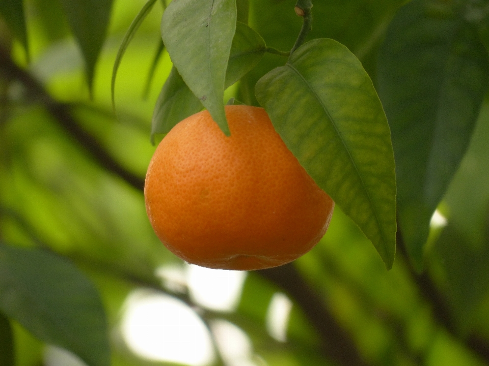 Baum zweig anlage frucht