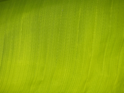 Grass plant sunlight texture Photo