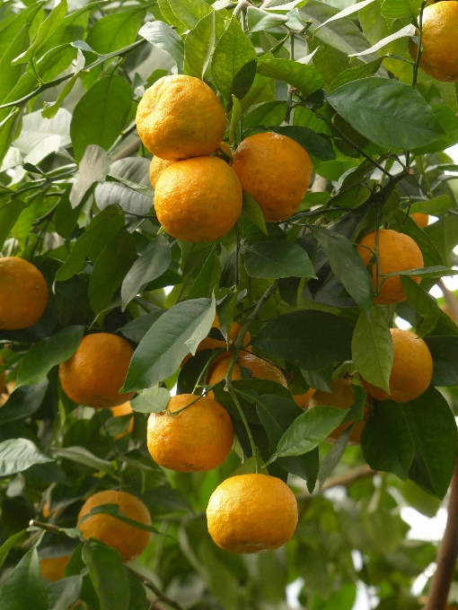 Baum zweig anlage frucht