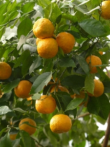 Tree branch plant fruit Photo