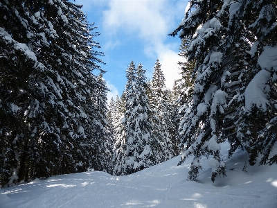 Landscape tree forest mountain Photo