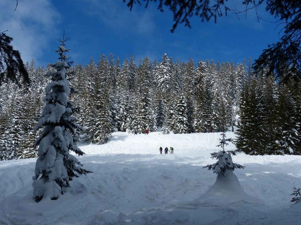 Paisaje árbol montaña nieve