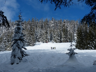 Landscape tree mountain snow Photo