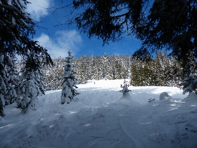 Landscape tree forest mountain Photo