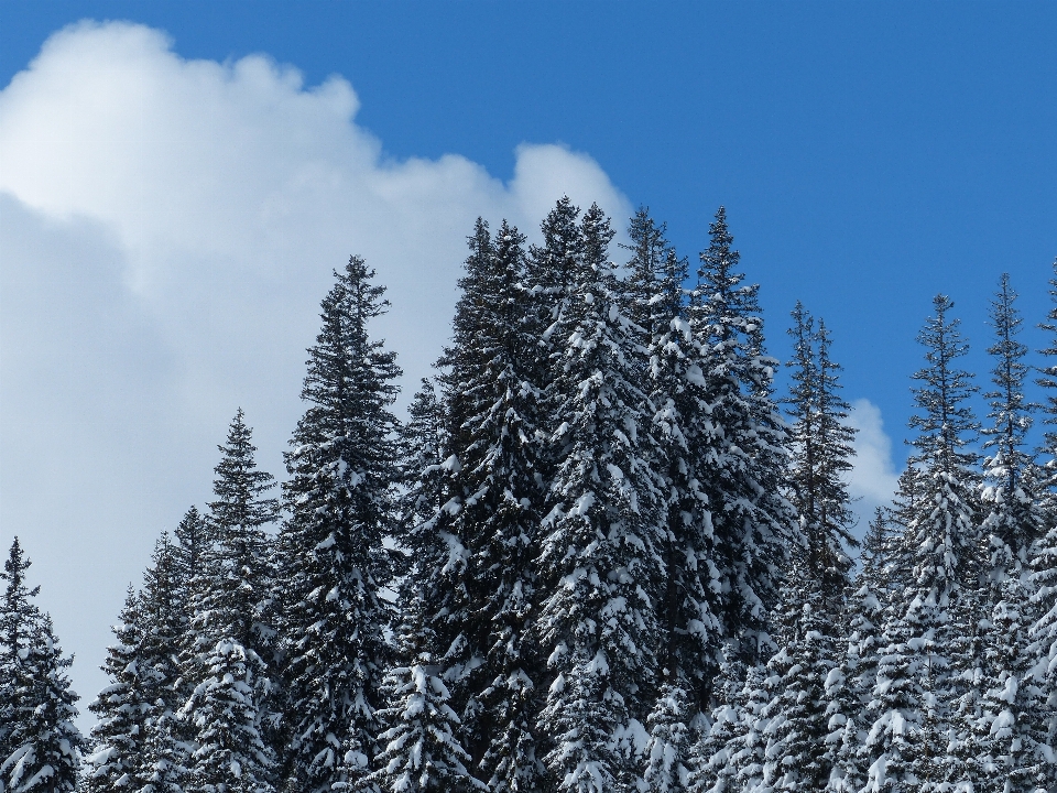 Landschaft baum wald zweig