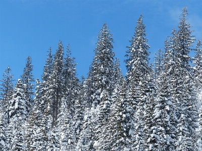 Landscape tree forest branch Photo