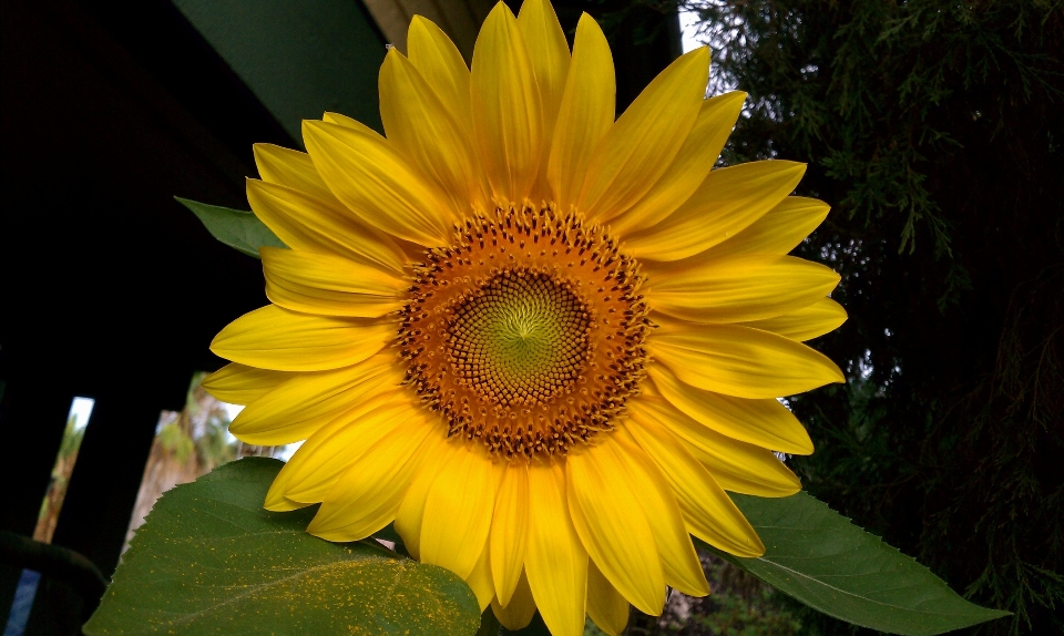 Plant sun flower petal