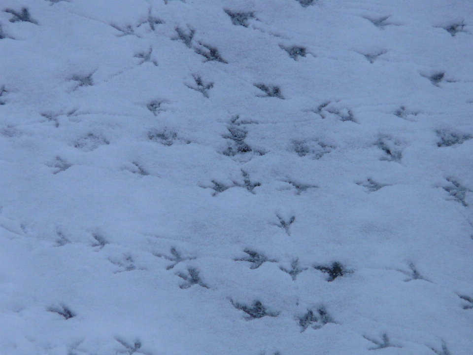 Nieve frío invierno blanco