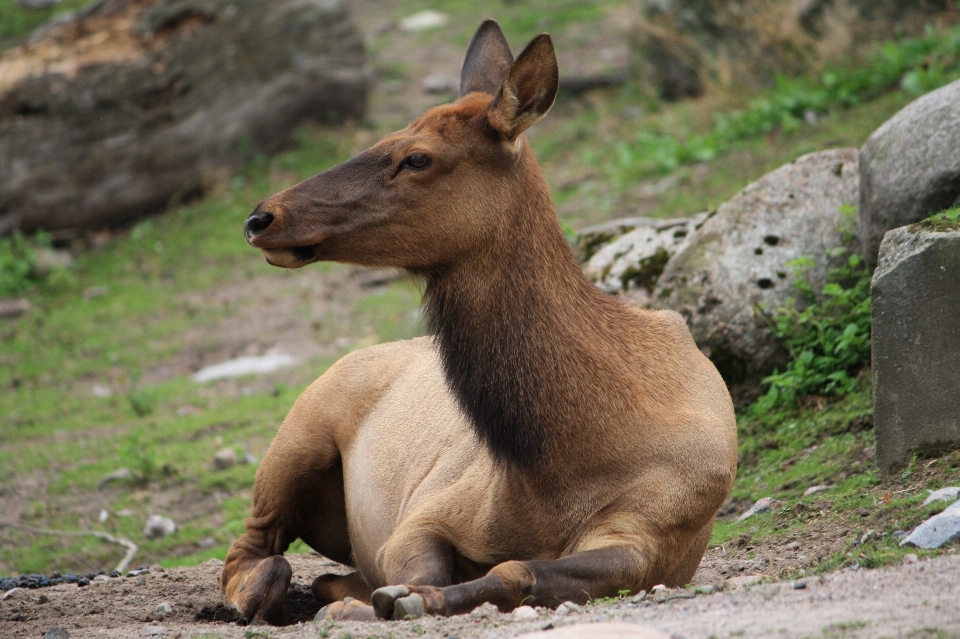 Natur tier weiblich tierwelt