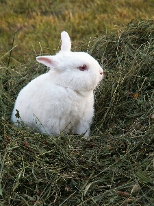 草 干し草 哺乳類 fauna 写真