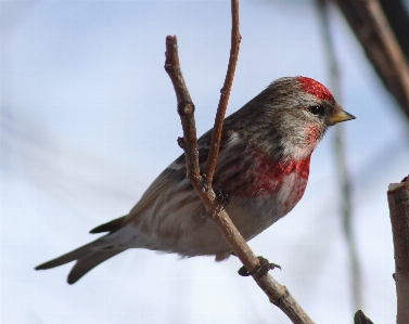 Nature branch bird sky Photo