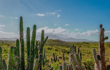 Foto Paisagem árvore natureza grama