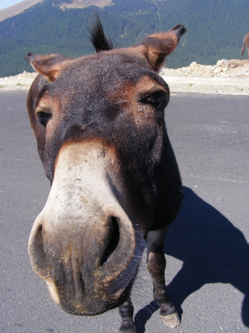 Berg straße wild pferd