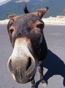 Mountain road wild horse Photo