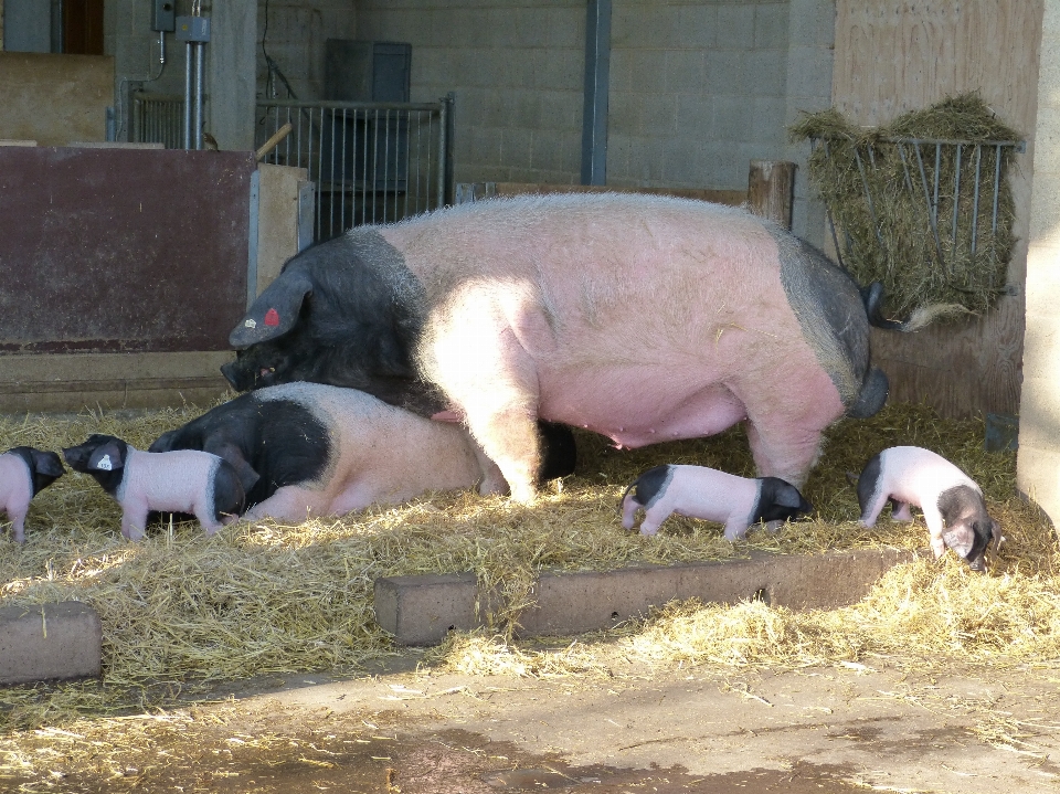 Fazenda animal jardim zoológico mamífero