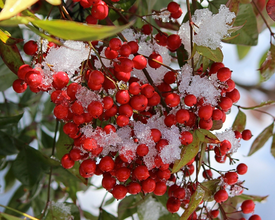 ブランチ 花 雪 冬