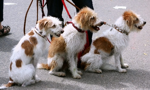 Nature street dog cute Photo