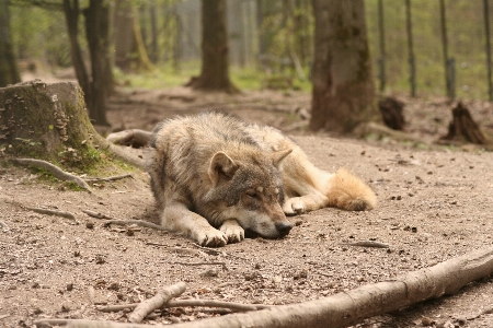 Forest canine wildlife zoo Photo