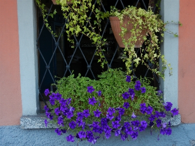 Plant flower window botany Photo