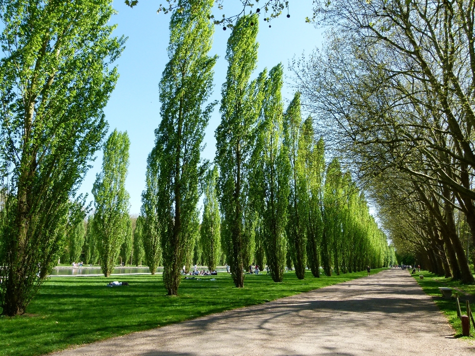 Landscape tree nature forest