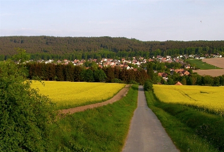 Landscape nature forest grass Photo